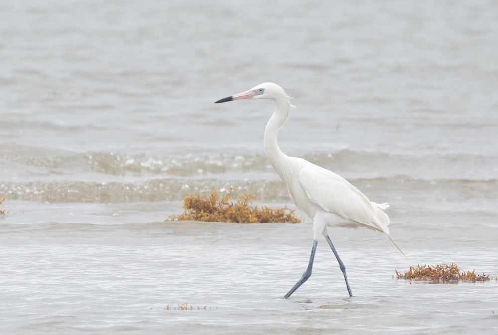 Reddish Egret © Erik Bruhnke
